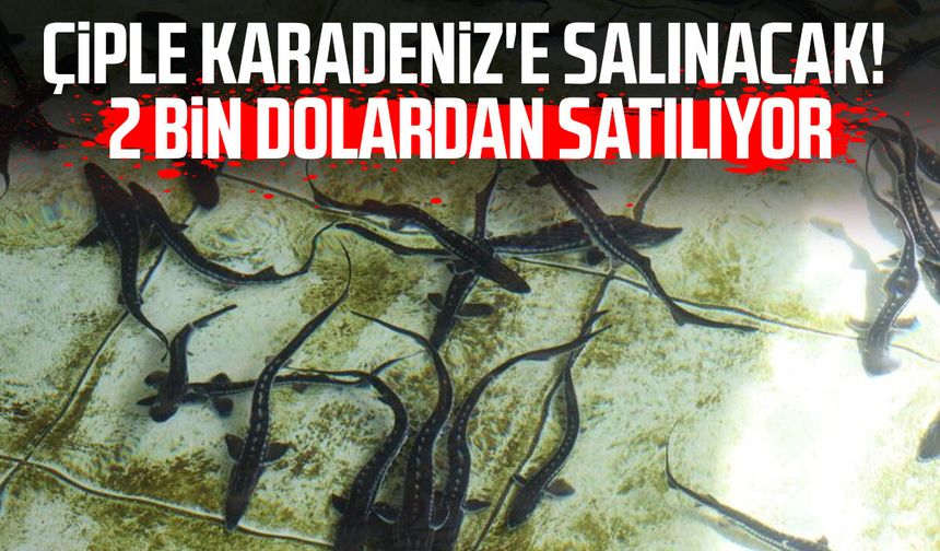 Çiple Karadeniz'e salınacak! 2 bin dolardan satılıyor