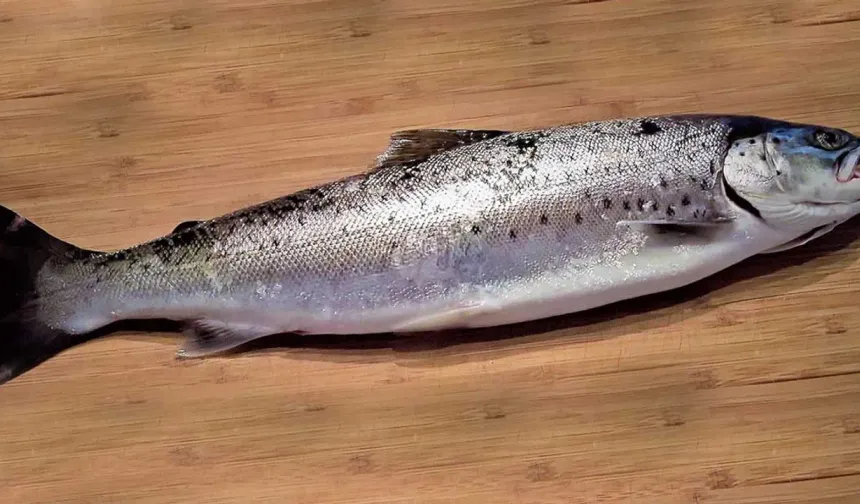 Ladik’te Göl Balıkları ve Özel Tarifler