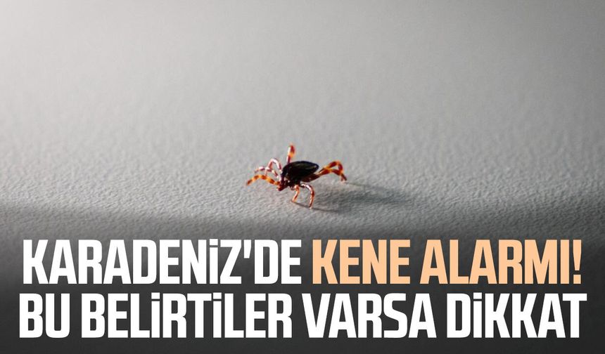 Karadeniz'de kene alarmı! Bu belirtiler varsa dikkat