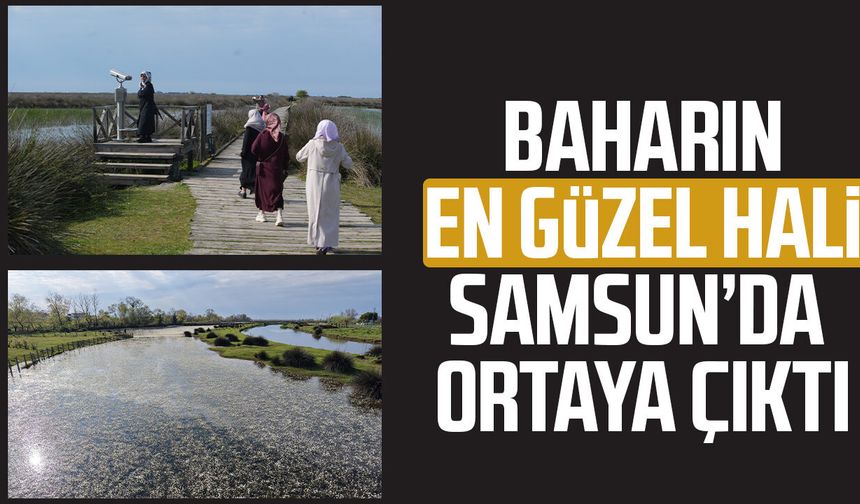 Kızılırmak Deltası Kuş Cenneti canlandı, ziyaretçi akını başladı