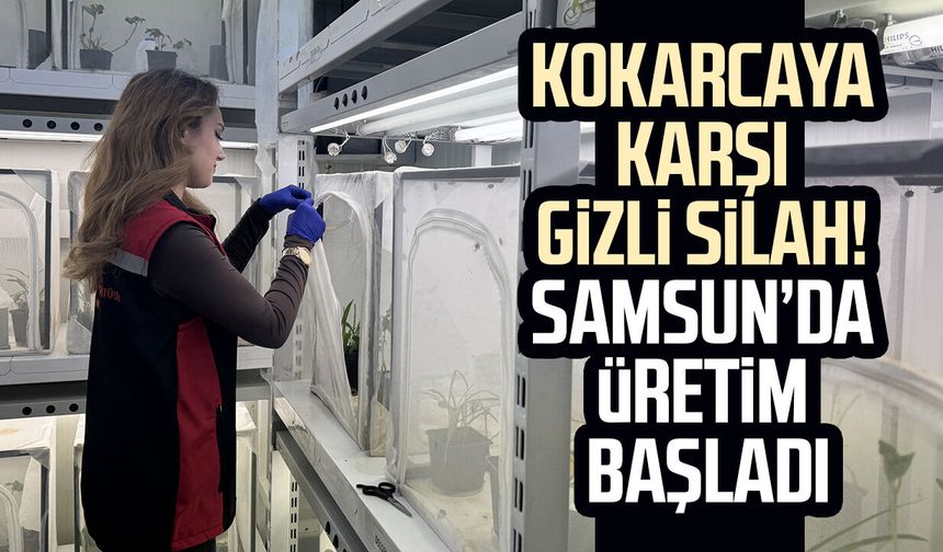 Kokarcaya karşı gizli silah! Samsun’da üretim başladı