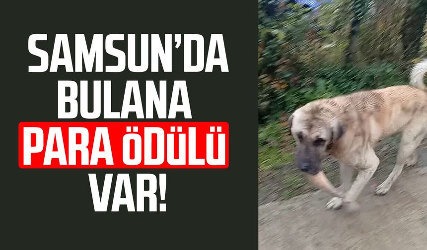 Salıpazarı’nda kayıp çoban köpeği! Bulana para ödülü