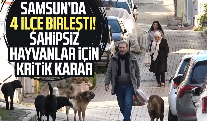 Samsun’da 4 ilçe birleşti! Sahipsiz hayvanlar için kritik karar