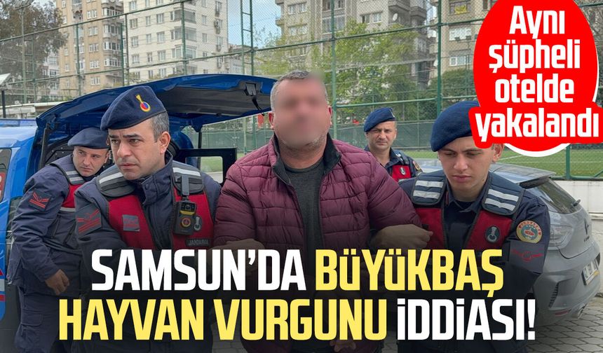 Samsun’da büyükbaş hayvan vurgunu iddiası! Aynı şüpheli otelde yakalandı