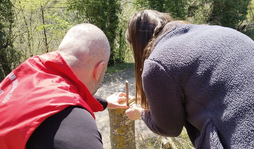 Samsun’da cevizde kaliteyi artıran çalışma