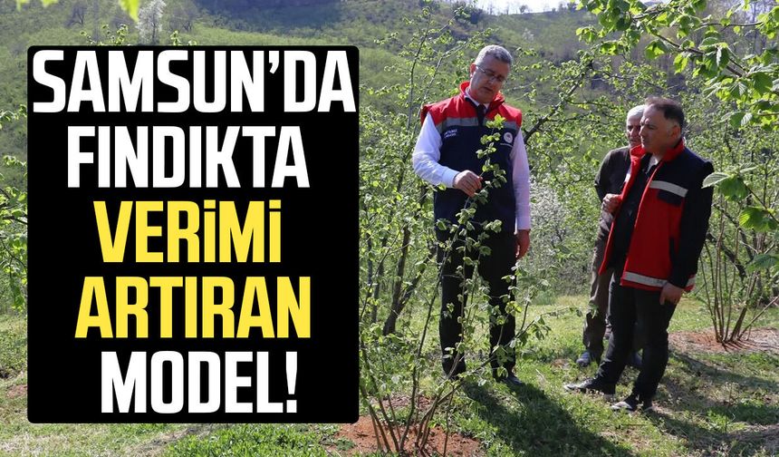 Samsun’da fındıkta verimi artıran model!