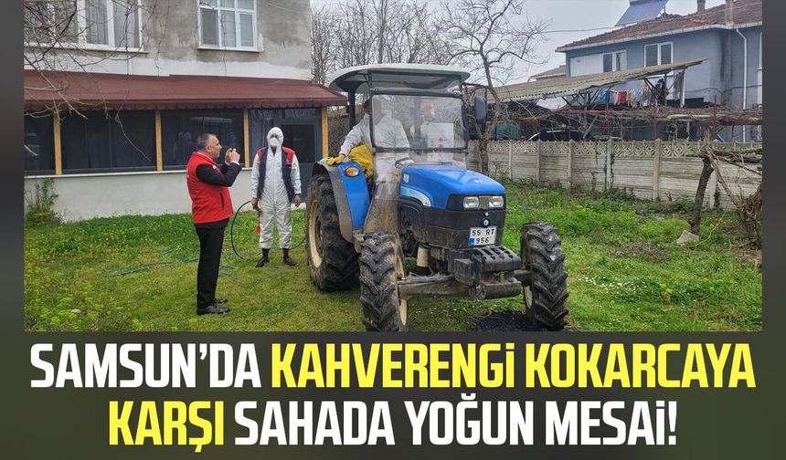Samsun’da kahverengi kokarcaya karşı sahada yoğun mesai!