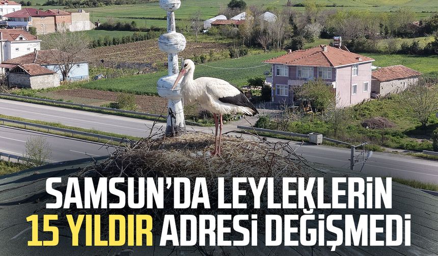 Samsun’da leyleklerin 15 yıldır adresi değişmedi - samsungazetesi.com
