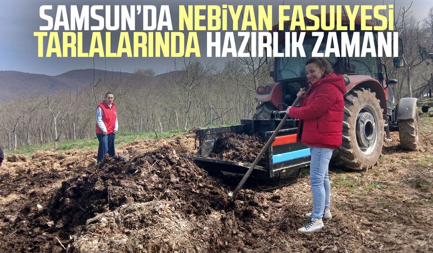 Samsun’da Nebiyan fasulyesi tarlalarında hazırlık zamanı