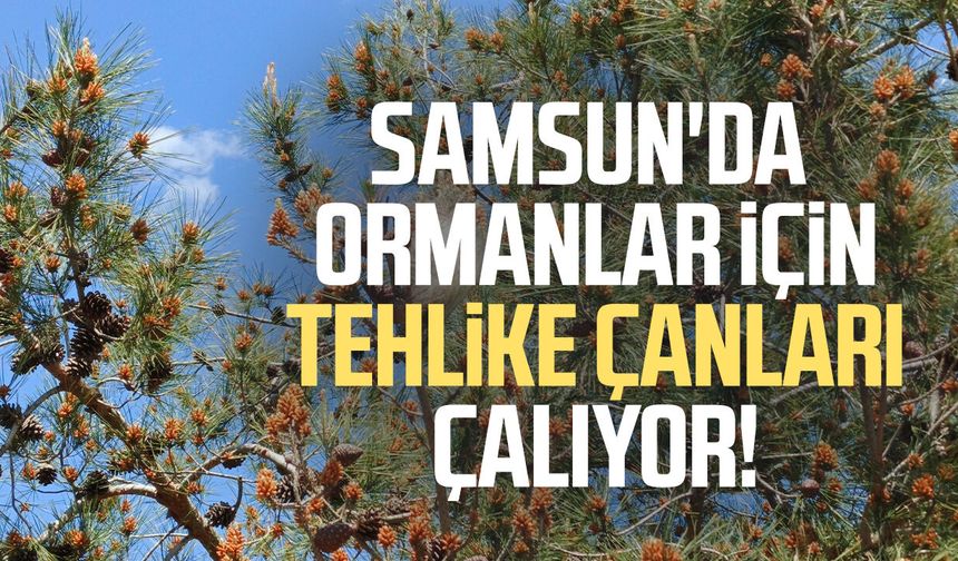 Samsun'da ormanlar için tehlike çanları çalıyor!