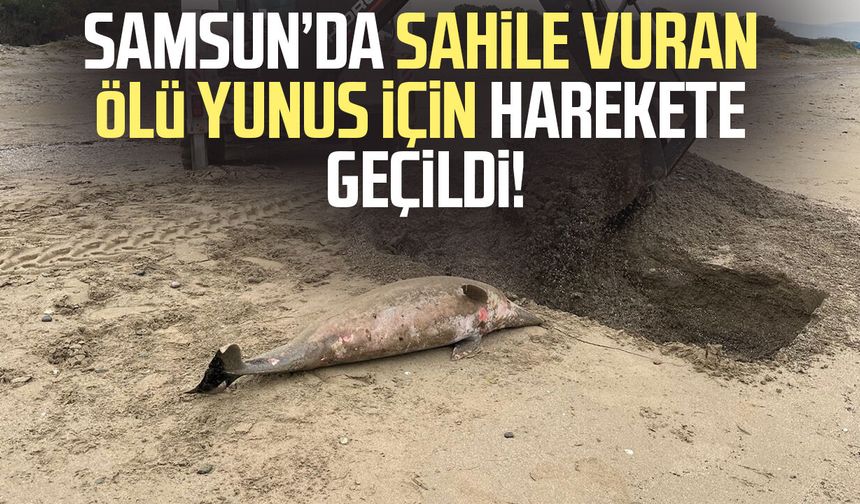 Samsun'da sahile ölü yunus vurdu! Ekipler inceledi