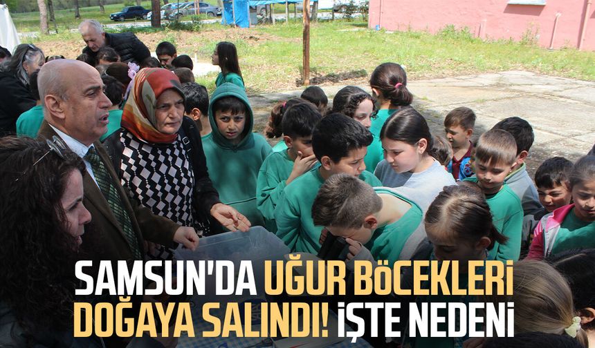 Samsun'da uğur böcekleri doğaya salındı! İşte nedeni