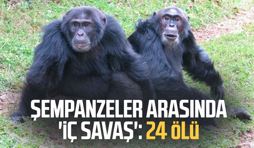 Şempanzeler arasında 'iç savaş': 24 ölü
