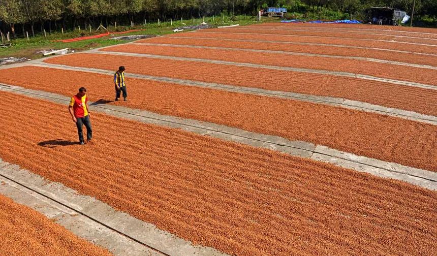 Samsun’da Fındık Kültürü ve Önemi