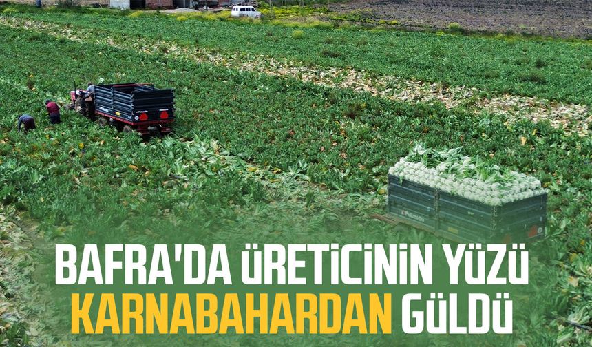 Bafra'da üreticinin yüzü karnabahardan güldü