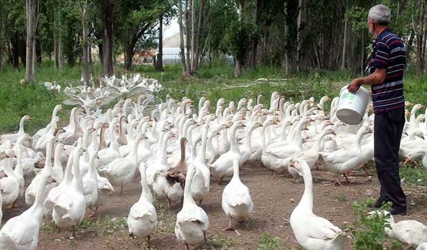 Kaz Tiridi Kültürünün Geçmişten Günümüze Yolculuğu
