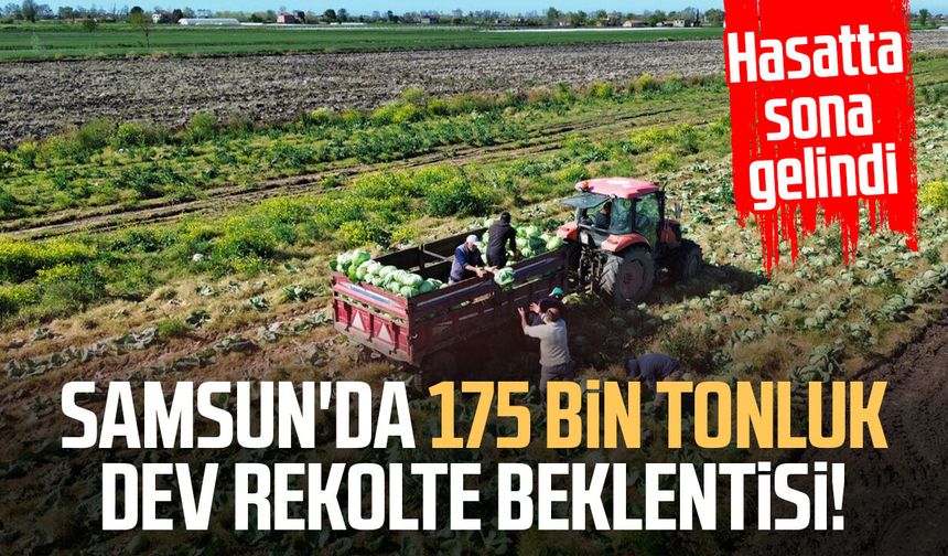Samsun'da 175 bin tonluk dev rekolte beklentisi: Hasatta sona gelindi