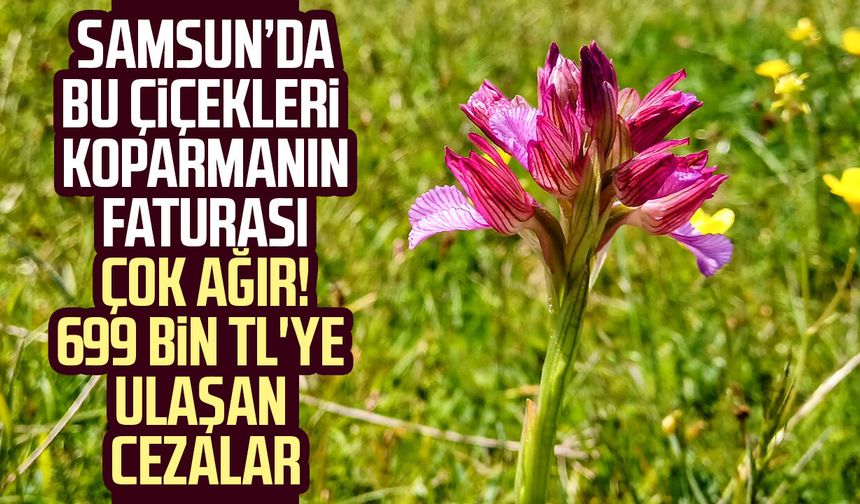 Samsun'da bu çiçekleri koparmanın faturası çok ağır! 699 bin TL'ye ulaşan cezalar