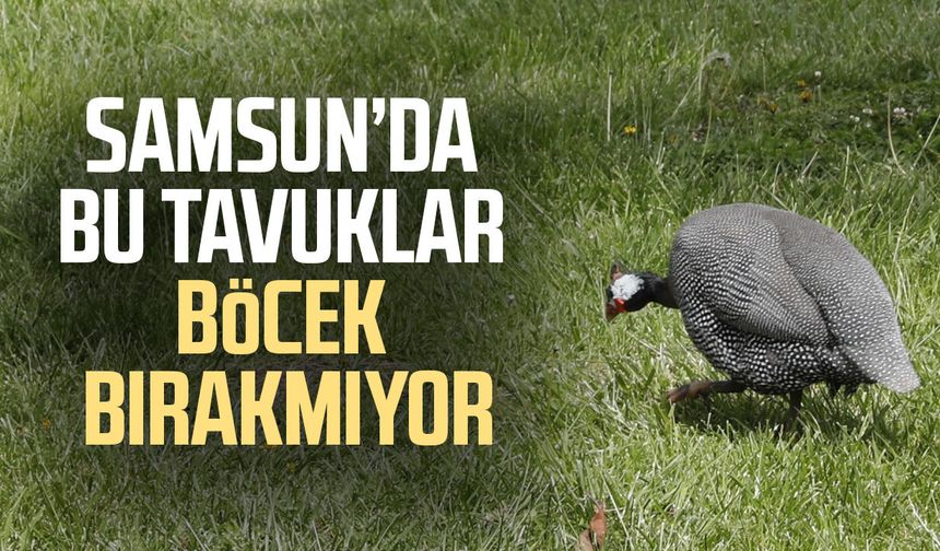 Samsun’da bu tavuklar böcek bırakmıyor