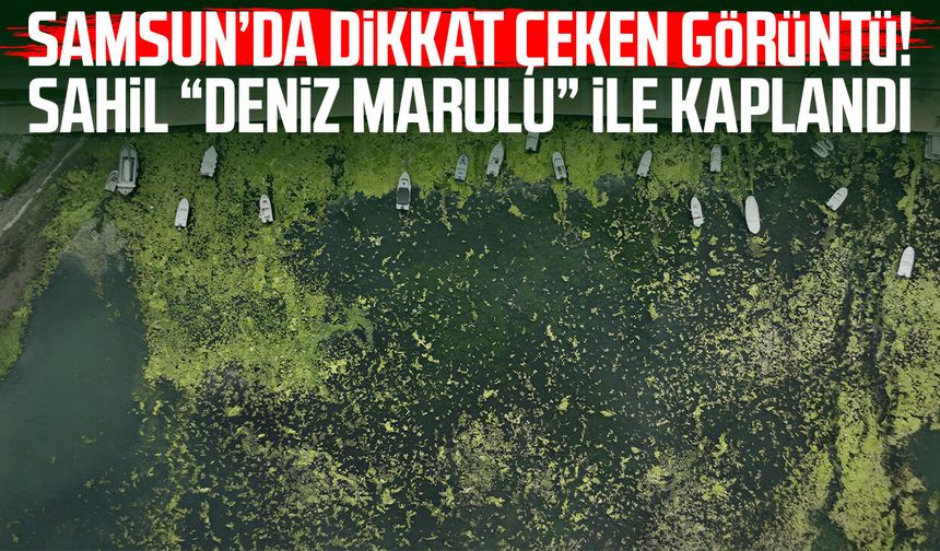 Samsun’da dikkat çeken görüntü! Sahil “deniz marulu” ile kaplandı