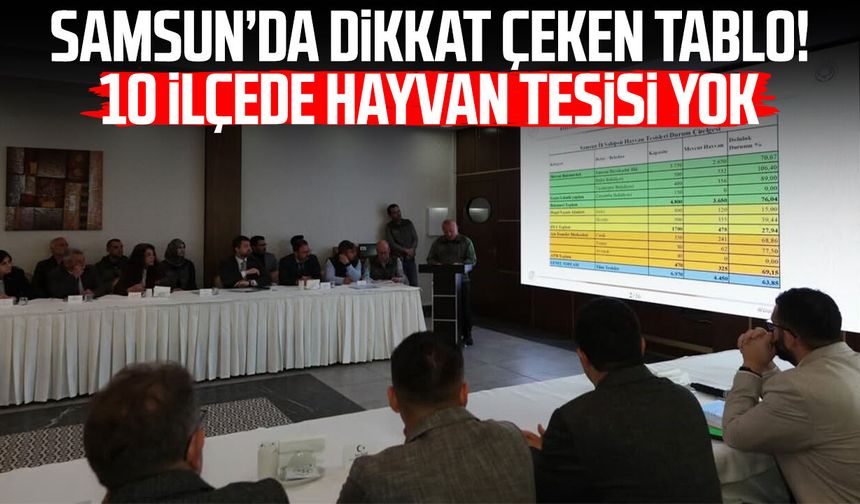 Samsun’da dikkat çeken tablo! 10 ilçede hayvan tesisi yok