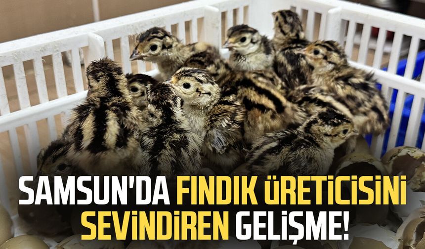 Samsun'da fındık üreticisini sevindiren gelişme!