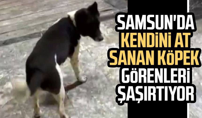Samsun'da görenleri şaşırtan köpek! Kendini at sanıyor