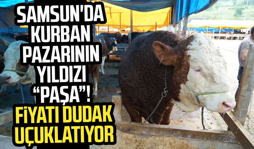 Samsun'da kurban pazarının yıldızı "Paşa"! Fiyatı dudak uçuklatıyor