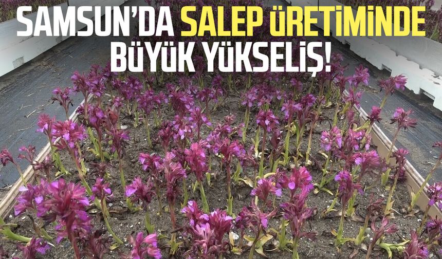 Samsun’da salep üretiminde büyük yükseliş!
