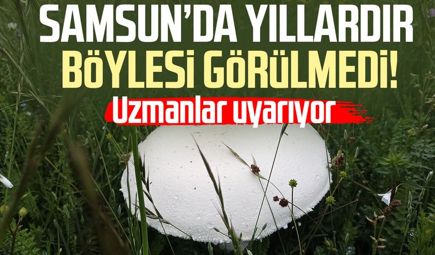 Samsun'da salep ve dev mantarlar dikkat çekti