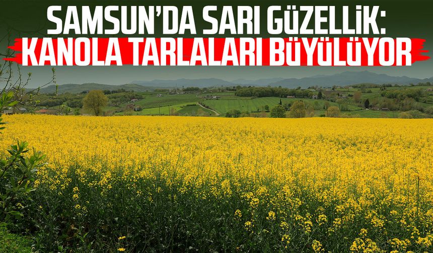 Samsun’da sarı güzellik: Kanola tarlaları büyülüyor