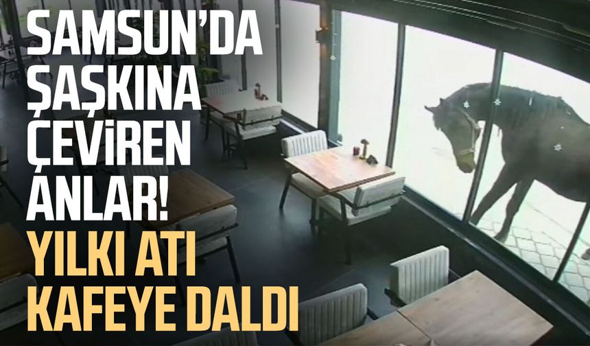 Samsun’da şaşkına çeviren anlar! Yılkı atı kafeye daldı
