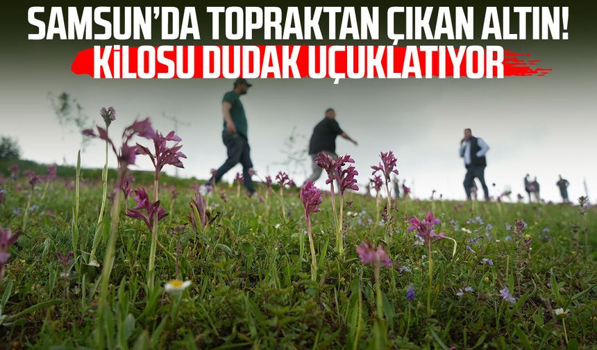 Samsun’da topraktan çıkan altın! Kilosu servet değerinde
