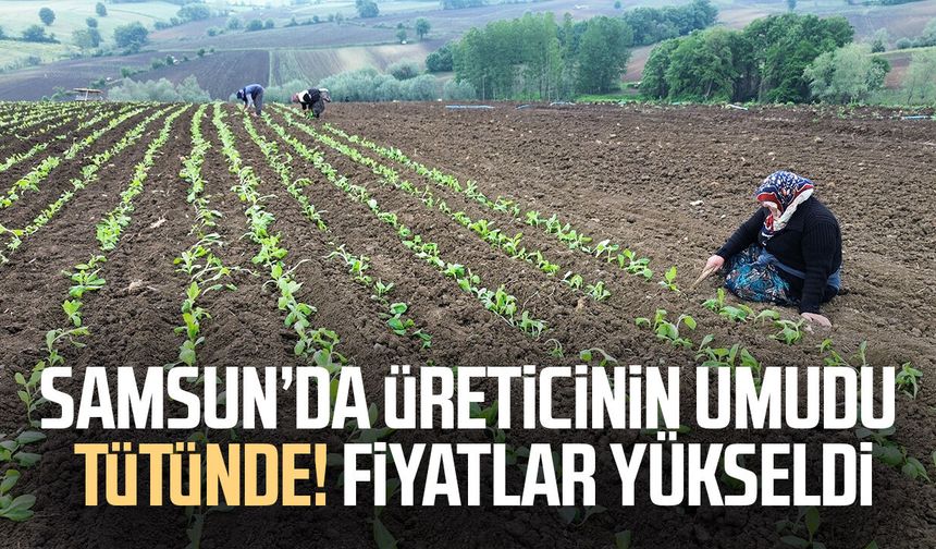 Samsun’da üreticinin umudu tütünde! Fiyatlar yükseldi