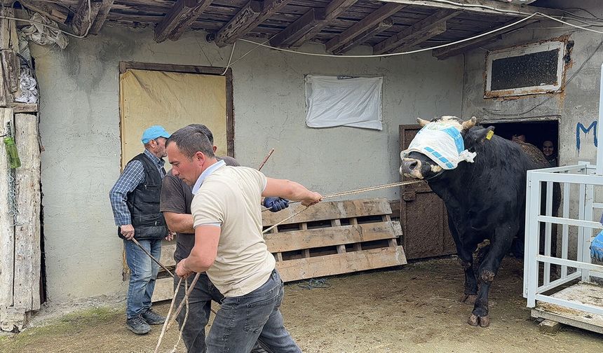 Samsun’dan İstanbul’a kurbanlık mesaisi başladı