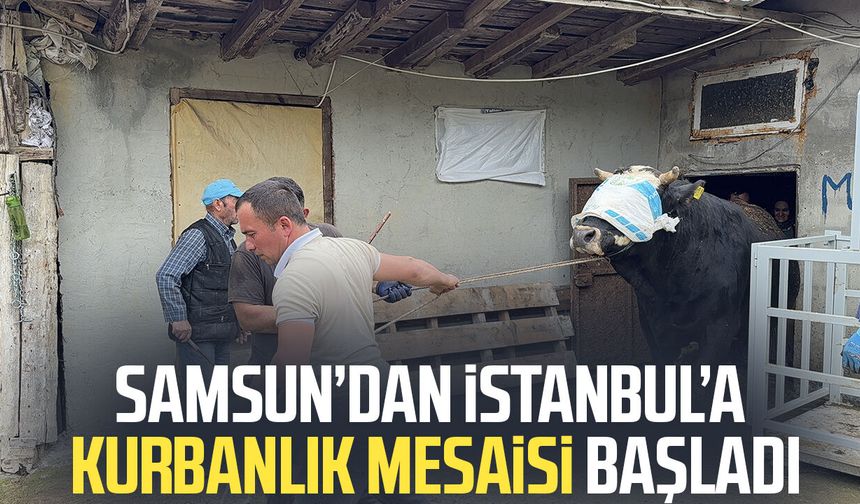Samsun’dan İstanbul’a kurbanlık mesaisi başladı