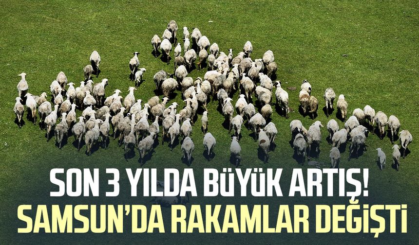 Samsun’da hayvancılıkta yüzleri güldüren tablo!