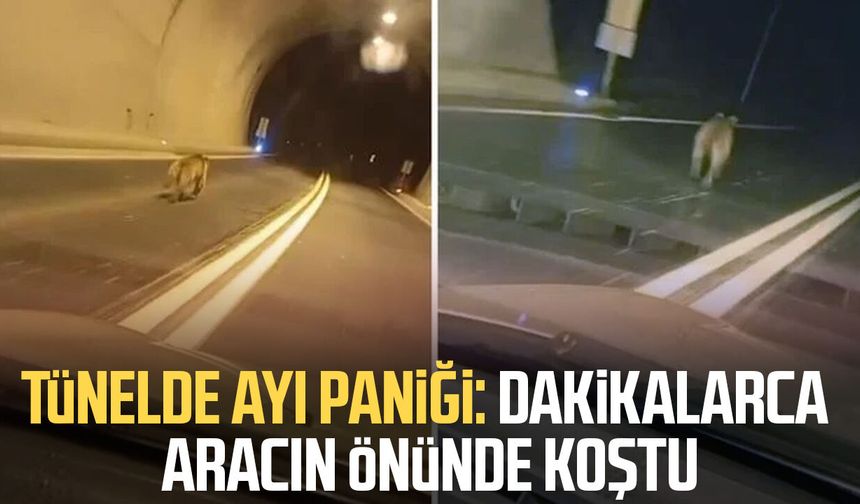 Tünelde ayı paniği: Dakikalarca aracın önünde koştu