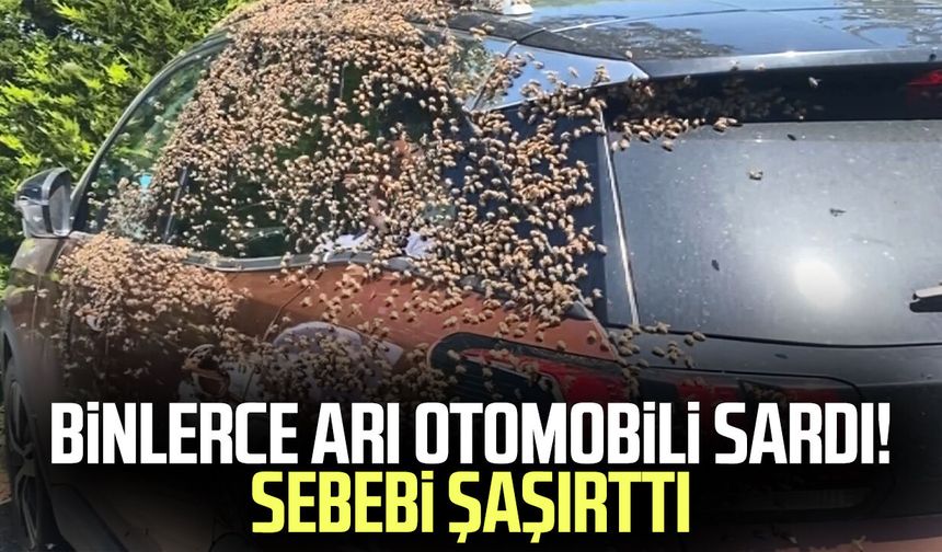 Ordu'da binlerce arı otomobili sardı! Sebebi şaşırttı