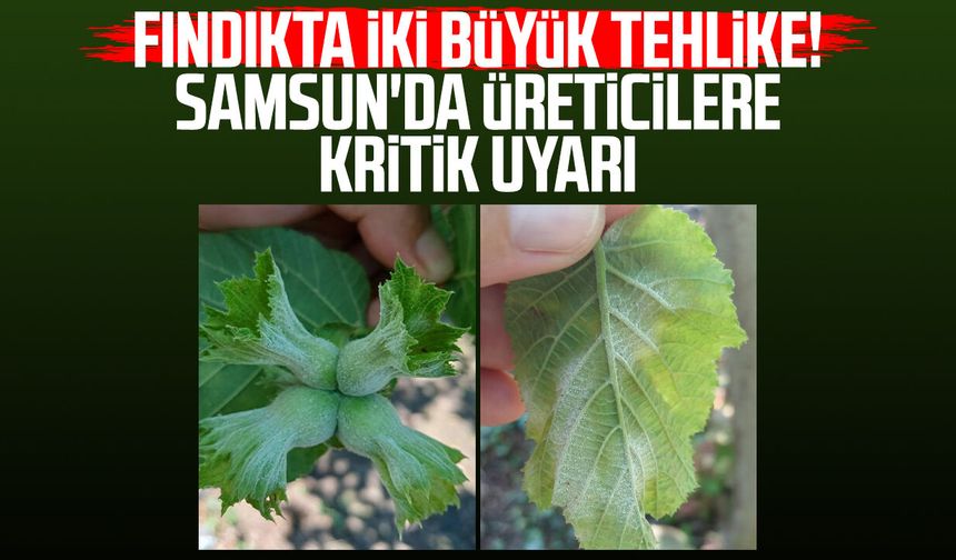Fındıkta iki büyük tehlike! Samsun'da üreticilere kritik uyarı