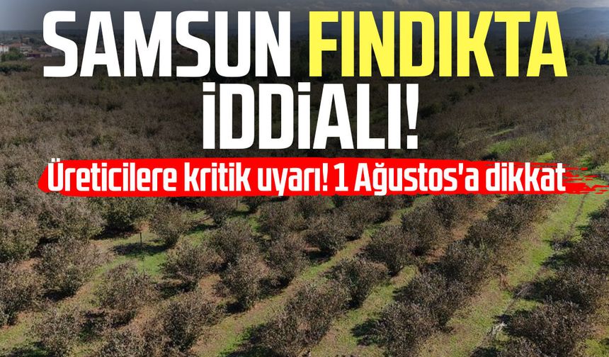 Fındıkta rekor beklentisi! Samsun iddialı