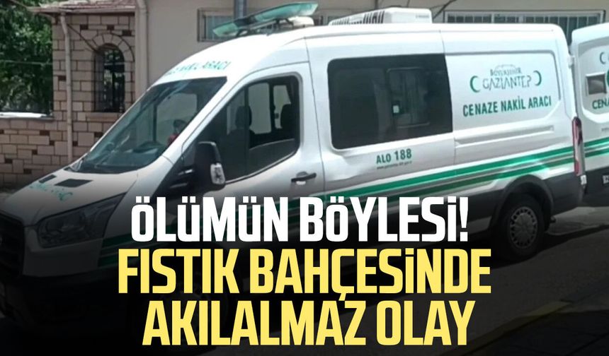 Ölümün böylesi! Fıstık bahçesinde akılalmaz olay