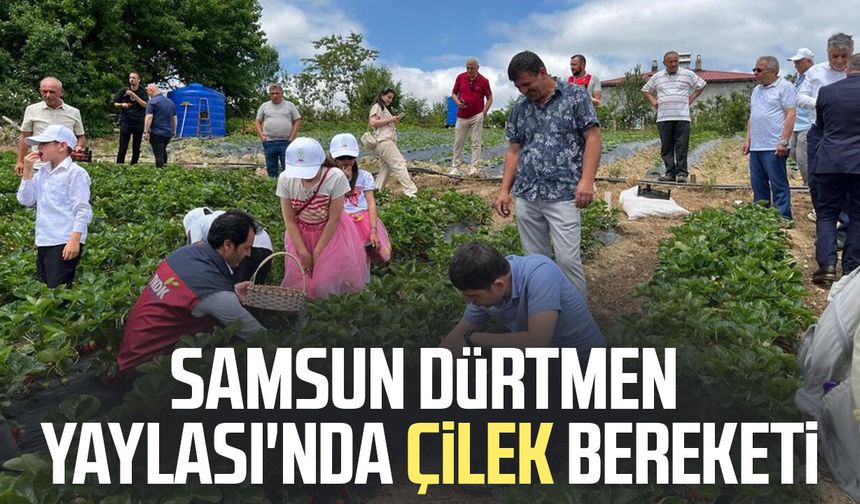 Samsun Dürtmen Yaylası'nda çilek bereketi