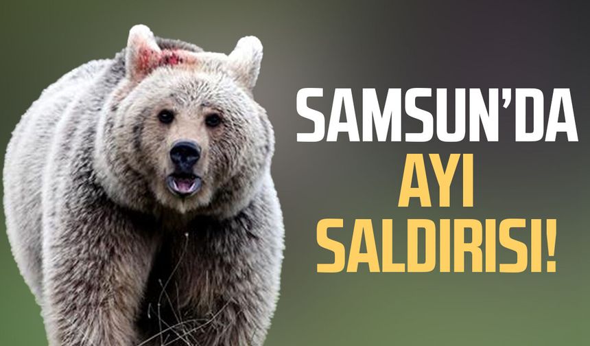 Samsun’da ayı paniği! 6 büyükbaş hayvan yaralandı