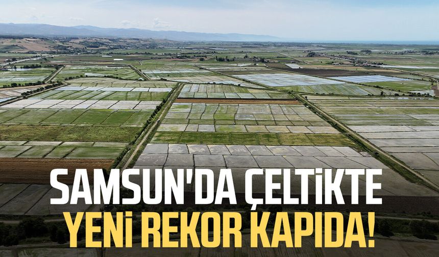 Samsun'da çeltikte yeni rekor kapıda!