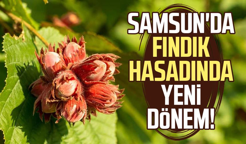 Samsun'da fındık hasadında yeni dönem!
