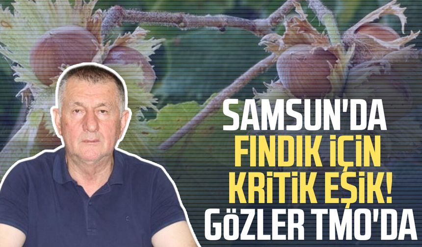 Samsun'da fındık için kritik eşik! Gözler TMO'da