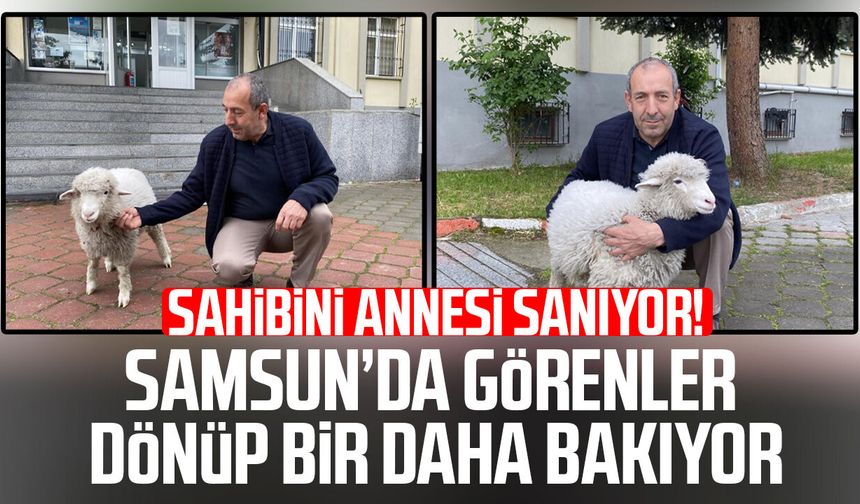 Sahibini annesi sanıyor! Samsun'da görenler dönüp bir daha bakıyor