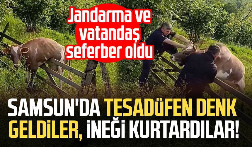 Samsun'da tesadüfen denk geldiler, ineği kurtardılar!
