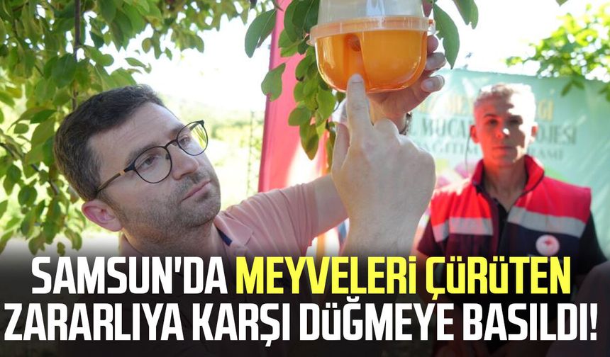 Samsun'da meyveleri çürüten zararlıya karşı düğmeye basıldı!
